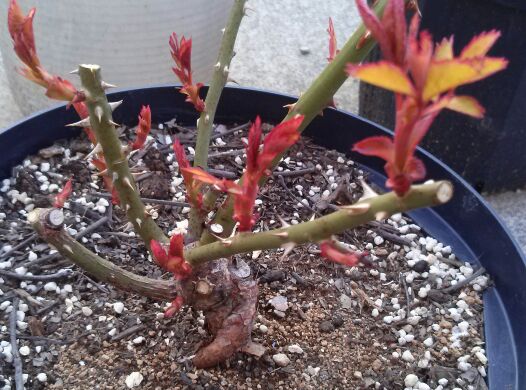 rblog-20140410175542-00.jpg