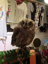 20150731_月島・フクロウのみせ37 - コピー.JPG