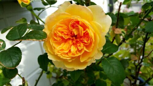 rblog-20181107232450-05.jpg