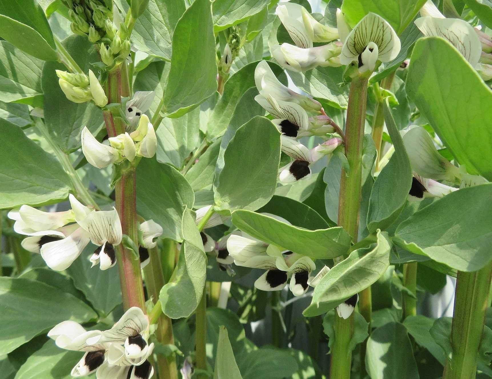 哀変わらずバタバタ 花はソラマメ だい のひとりごと 楽天ブログ