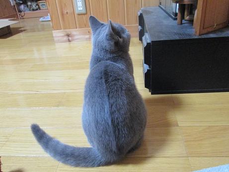 ごはんをまつねり.JPG