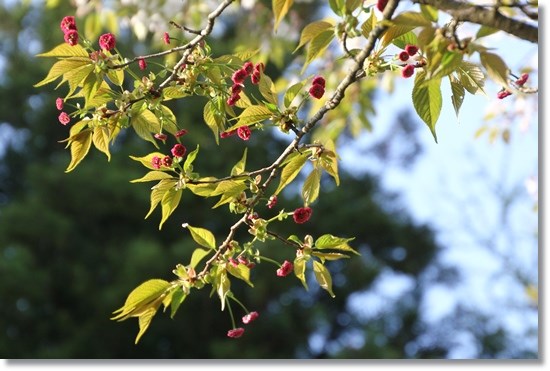 樹木公園-21 菊桜 15.4.22