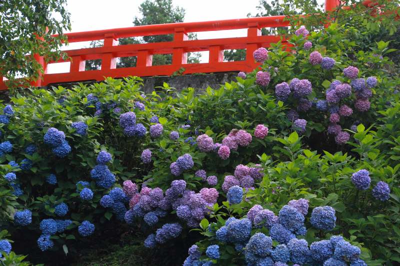 七曲の紫陽花_03.jpg