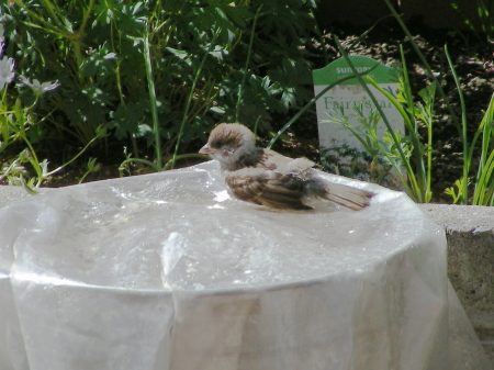 2017-06-12mizuabi (1).JPG