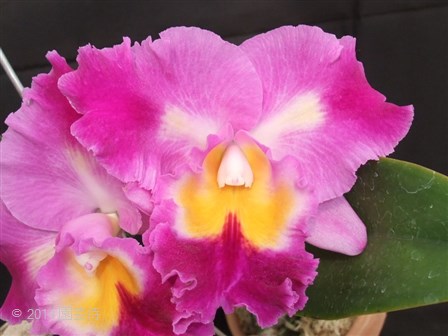 Lc. Prophesy‘Monterey’x Lc. Colorama 'The Clown' 20141214-2