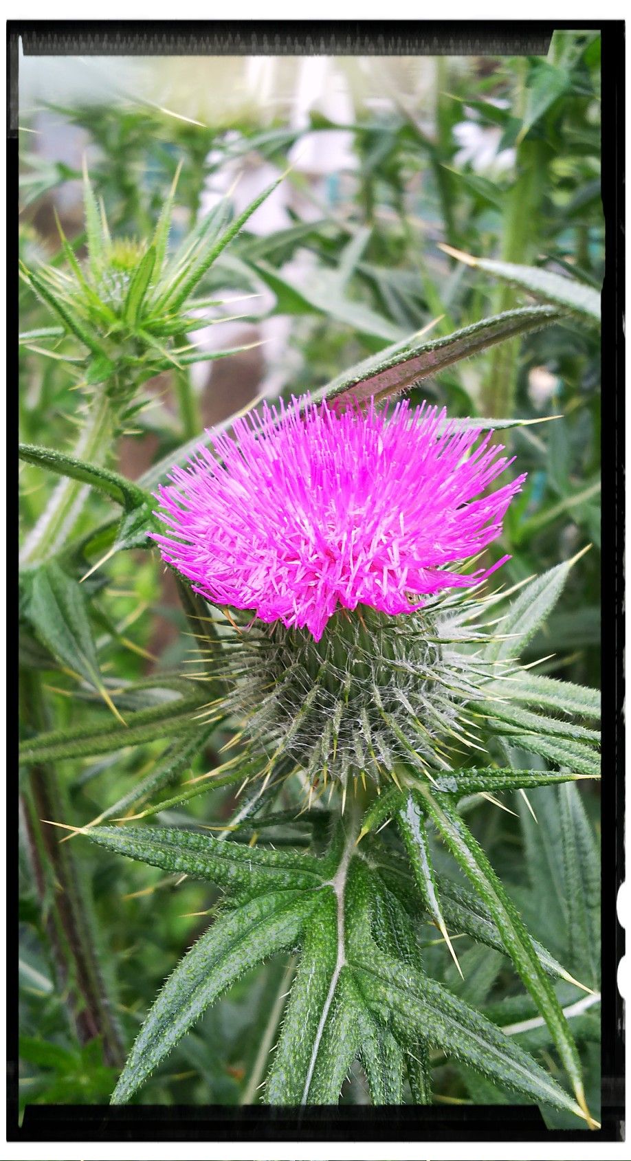 アメリカオニアザミ パンデミック Lyrique な部屋 楽天ブログ