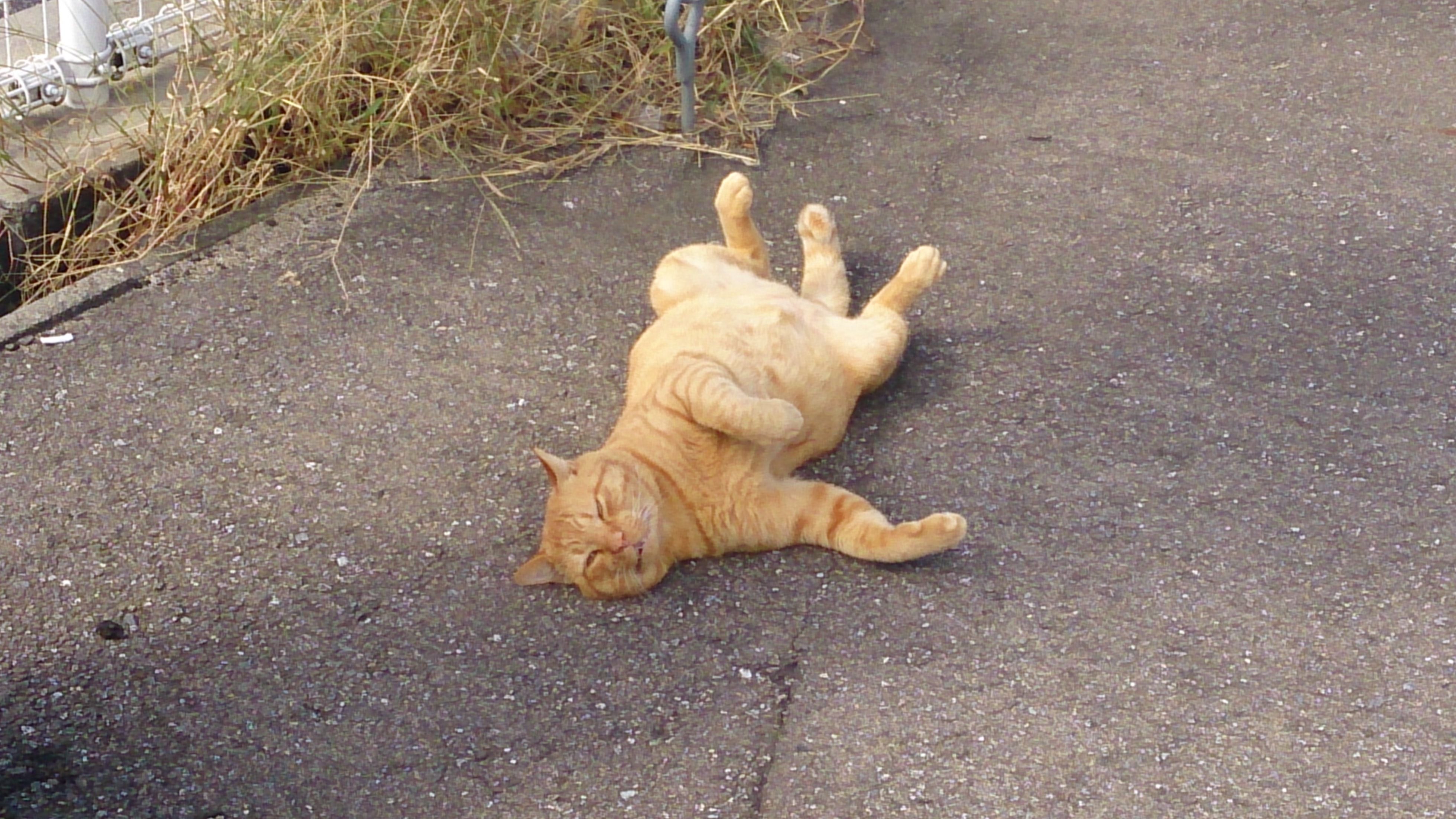 スマイケルのブログ