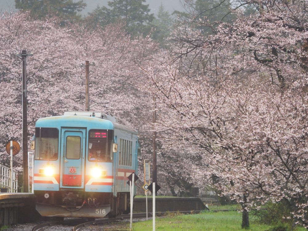 樽見鉄道の桜 喉元過ぎれば 楽天ブログ