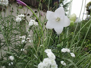 IMG_4424ss.jpg