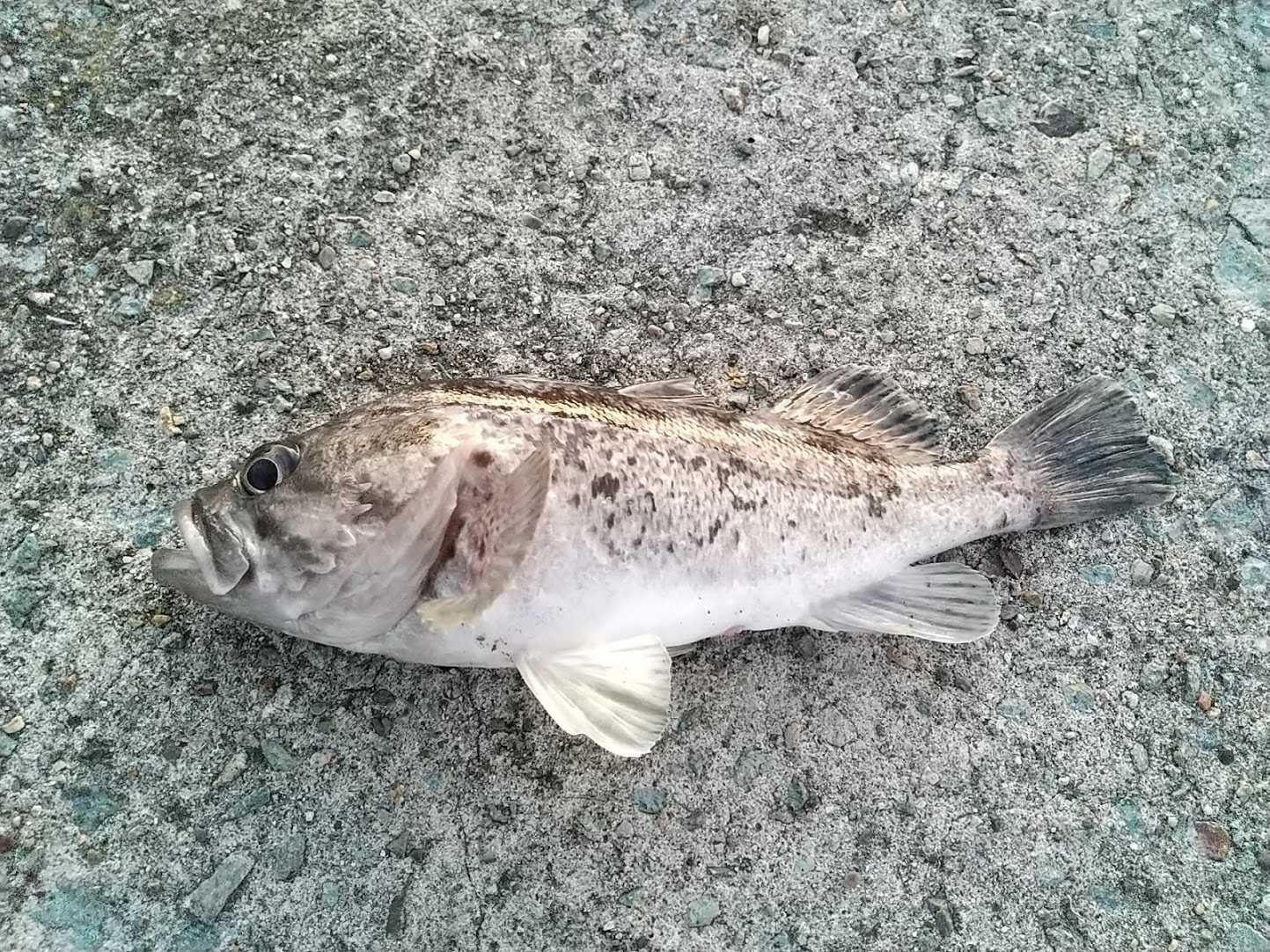 ヒラメ釣りクロソイ 佐渡の生活 楽天ブログ