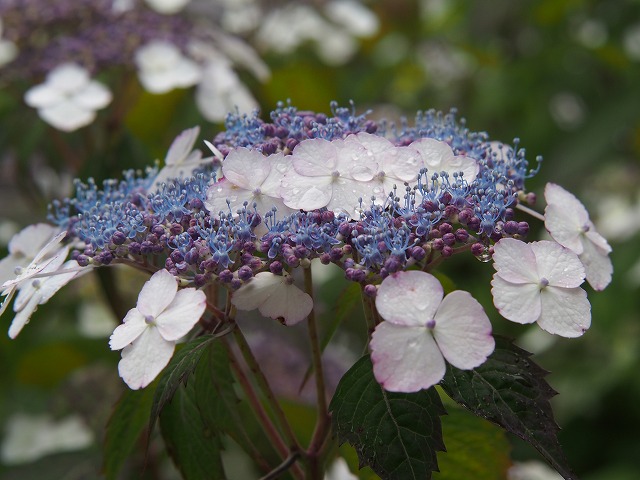 P5270155.jpg