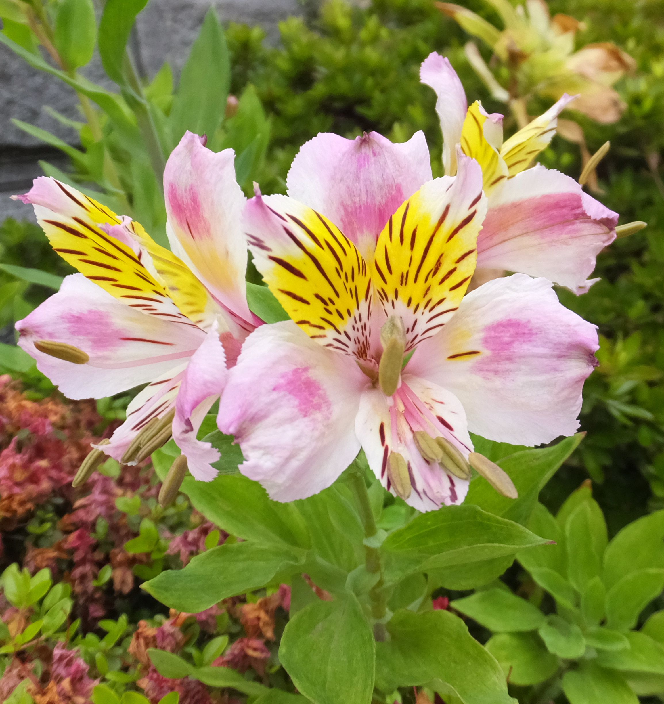 アストロメリア ワトソニア サンザシ オガタマ ドラキュラママ４１４１のブログ 楽天ブログ