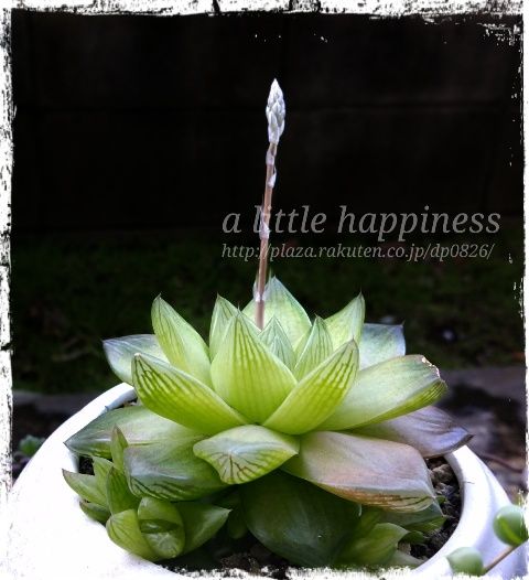 どんどん伸びて花が咲きました A Little Happiness 日々の小さな幸せ 楽天ブログ
