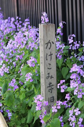 かけこみ寺道標・背景.jpg