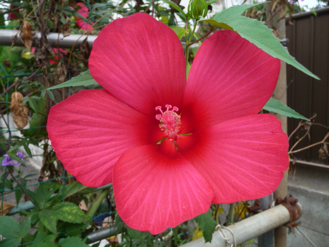728 紅葉芙蓉