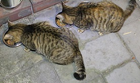 5DA_9215-14.jpg