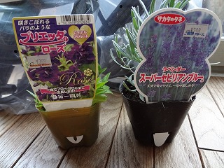 DSC00173.jpg