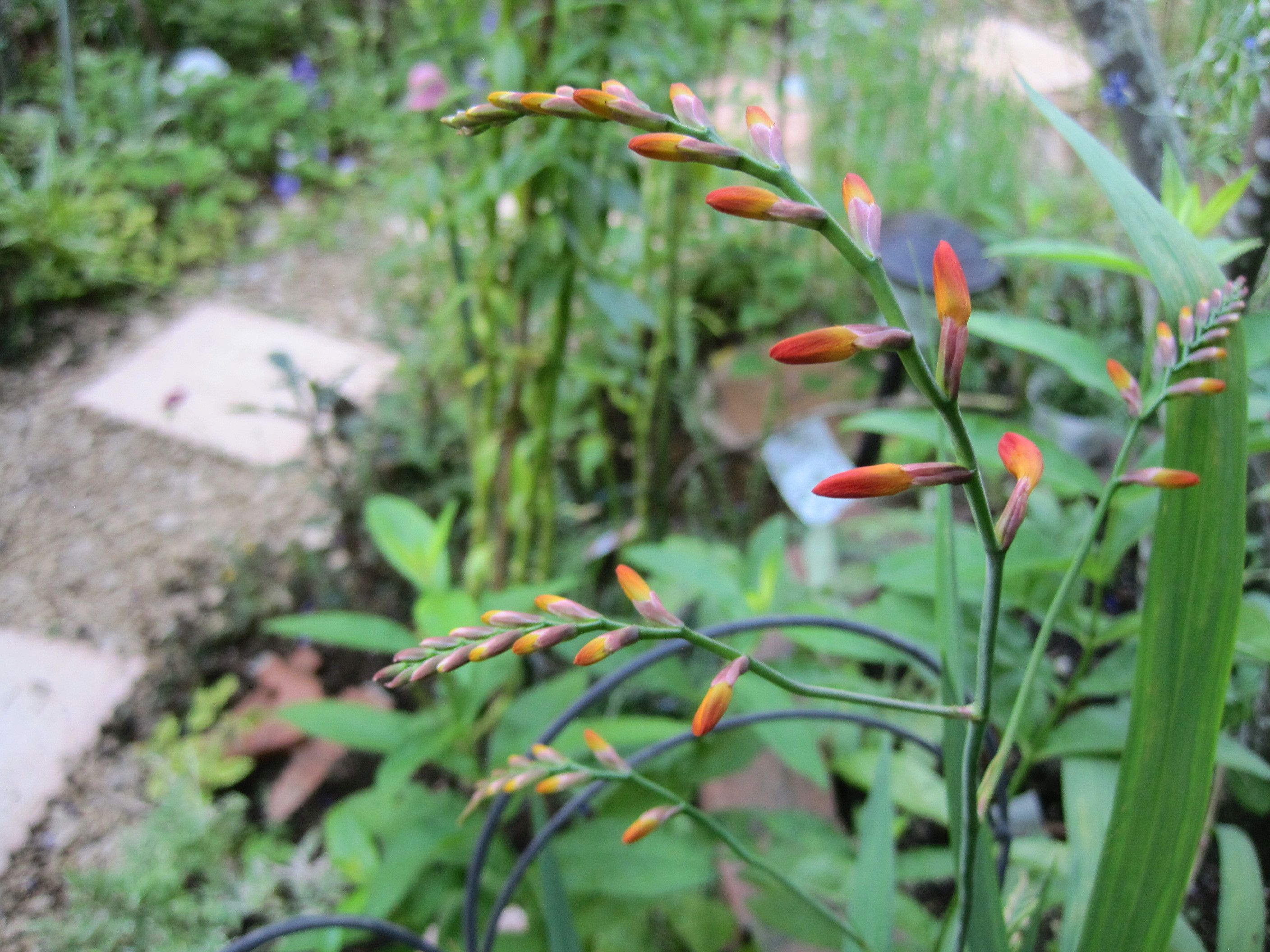 増えすぎ注意の花 アリストロメリア オカトラノオ ホトトギス たねをまく日々 楽天ブログ