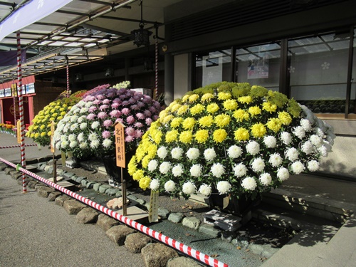 湯島天神菊まつり