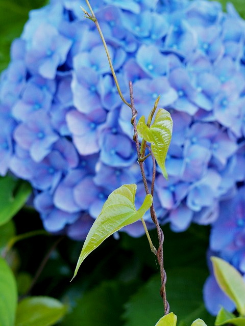 P6110205.jpg