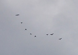 DSC_2303-8.jpg