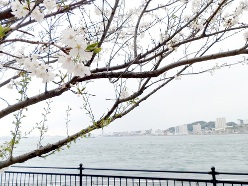 関門海峡と桜ー１１.jpg