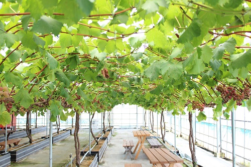 クイーンニーナ (3).JPG