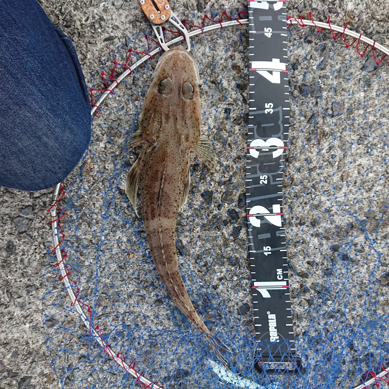 懲りずにマゴチ釣り 初の魚捌き コチタローの今日も釣れない でもやっぱ釣りが好き Q 楽天ブログ