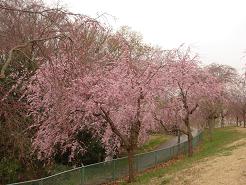 枝垂れ桜