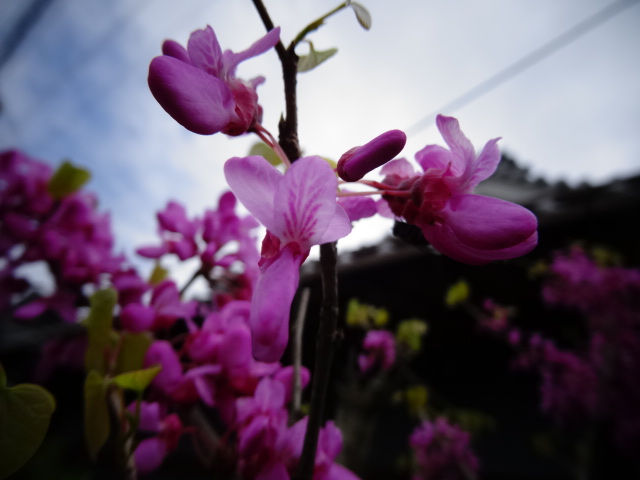 DSC00335.JPG