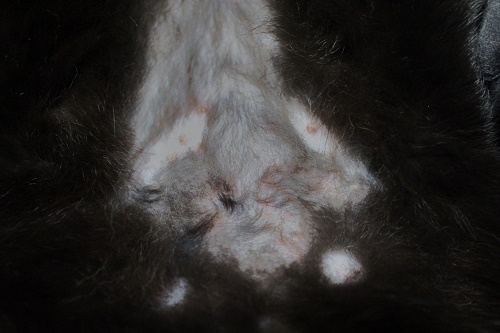 ラスター皮膚病 (3).JPG