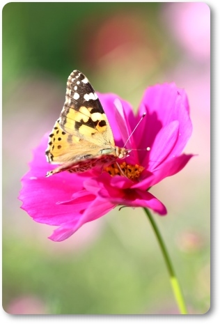 犀川コスモスロード-16 ヒメアカタテハ 13.9.28