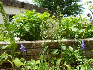 P1200610ss.jpg