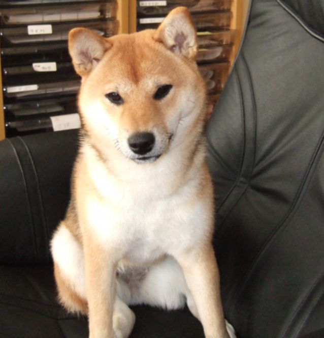 2006_12102006年もも誕生から７ヶ月0060.JPG
