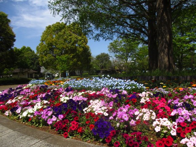 花壇の花.JPG