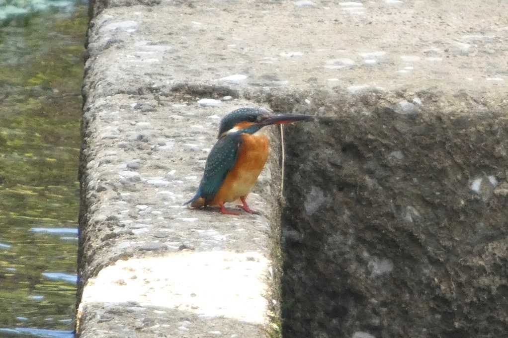 515