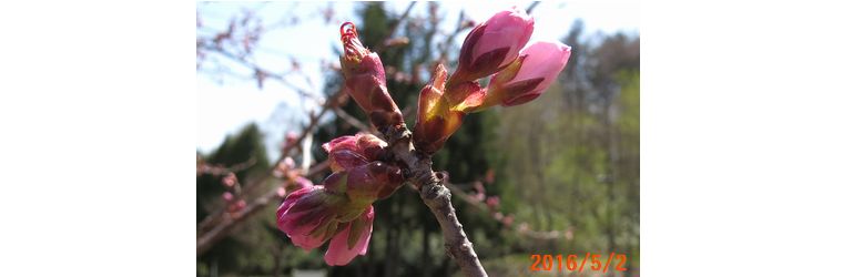 ５／２今日の桜.jpg