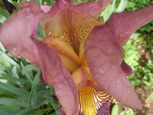 ジャーマンアイリス