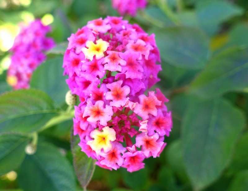 11月4日 今日の一花 その２ ランタナ その２ Gazengamaのブログ 散歩中に出合った花と趣味の陶芸作品 楽天ブログ