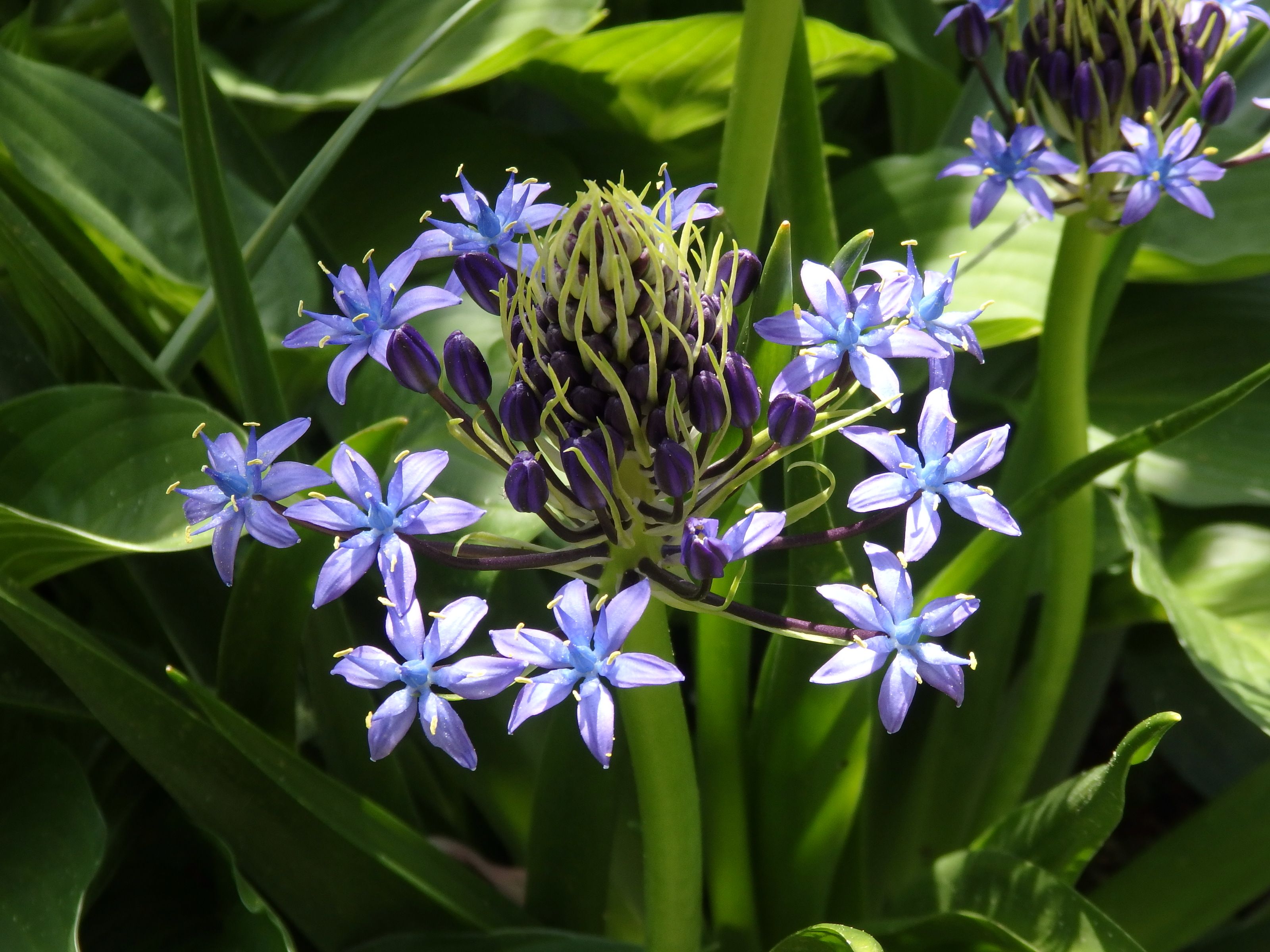 ５月に咲いたブルーのお花 Kimi Teaの花日記 楽天ブログ