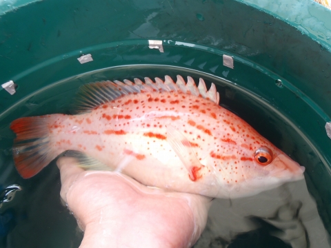 沖縄深海魚採集2014年9月中旬1　アカホシキツネベラ（Bodianus leucostictus）