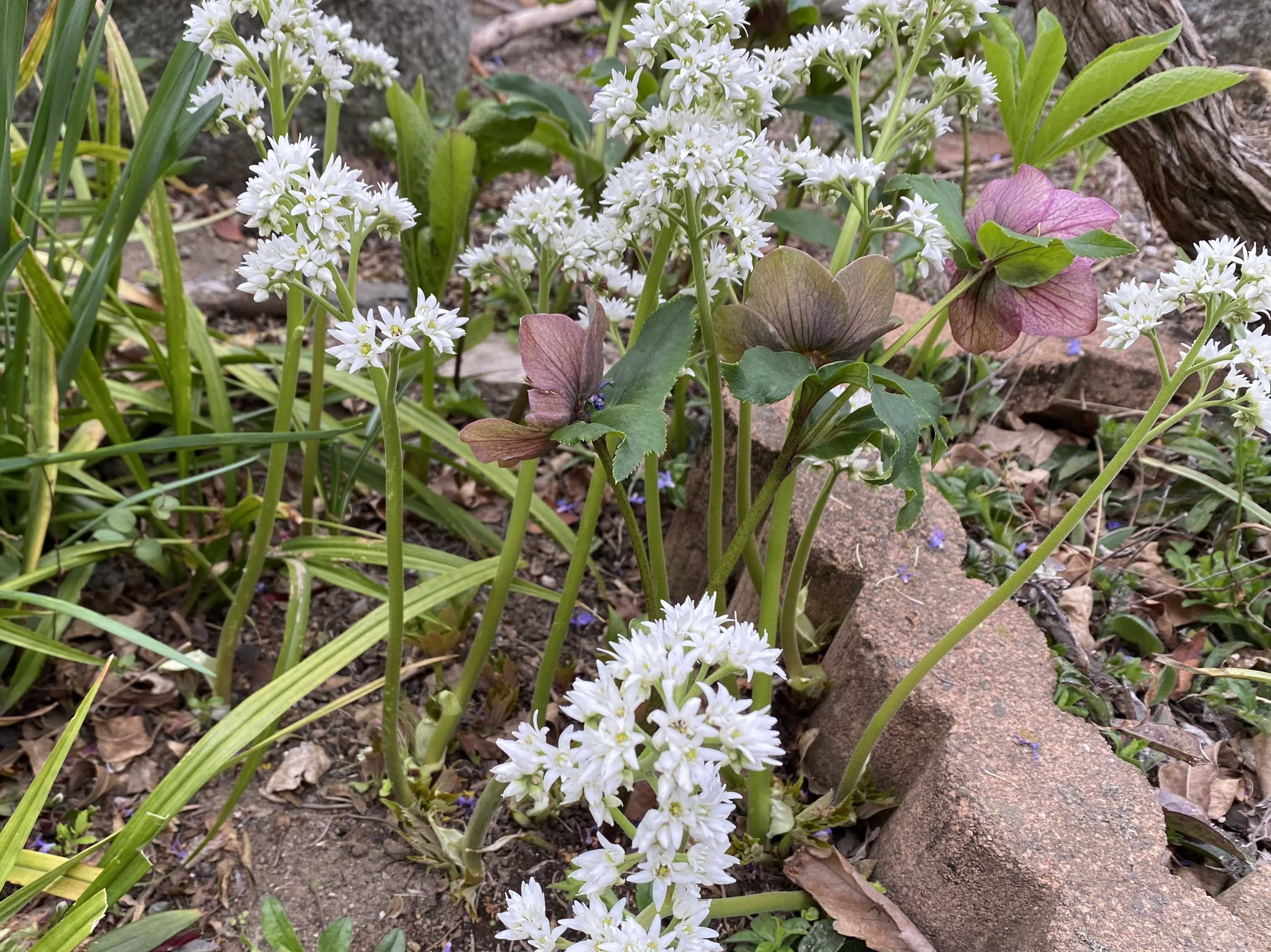 白、白、白い花たち。いつものハガキはカタクリの花。 | 静かな時が流れる「風の庭」 - 楽天ブログ