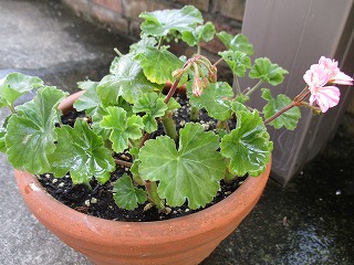 IMG_6373ss.jpg