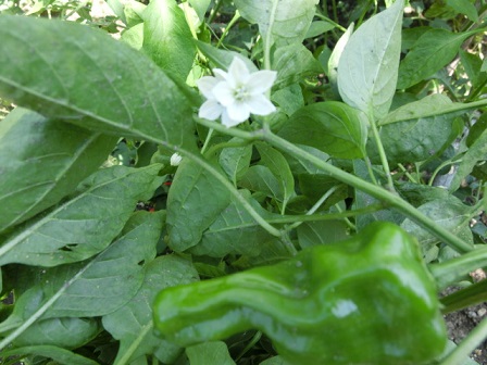 ピーマンの花