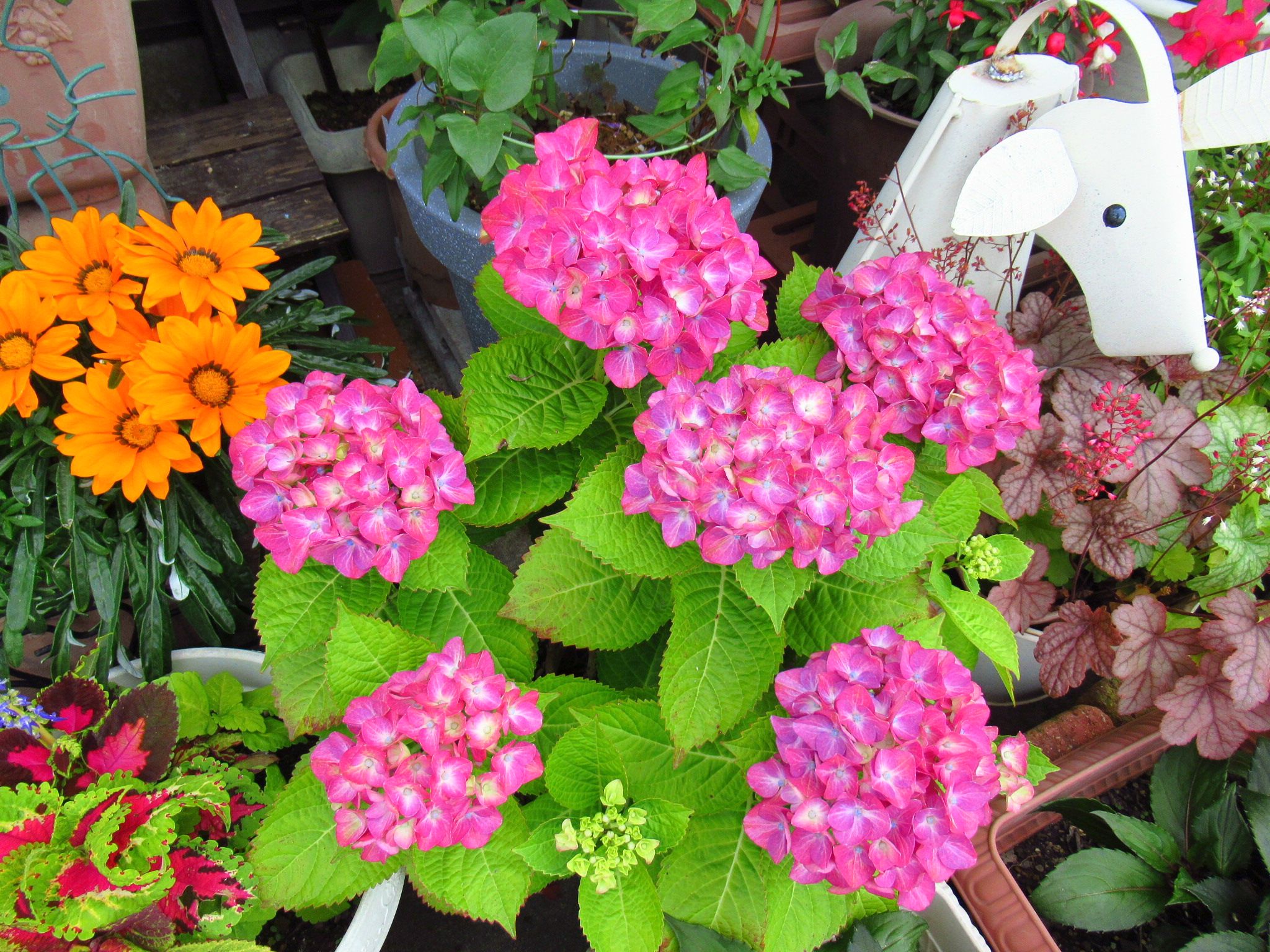 紫陽花のシーズンです O ｂ かにゃかにゃガーデン 楽天ブログ