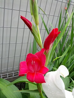 赤.jpg