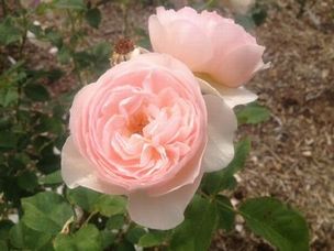 rose01