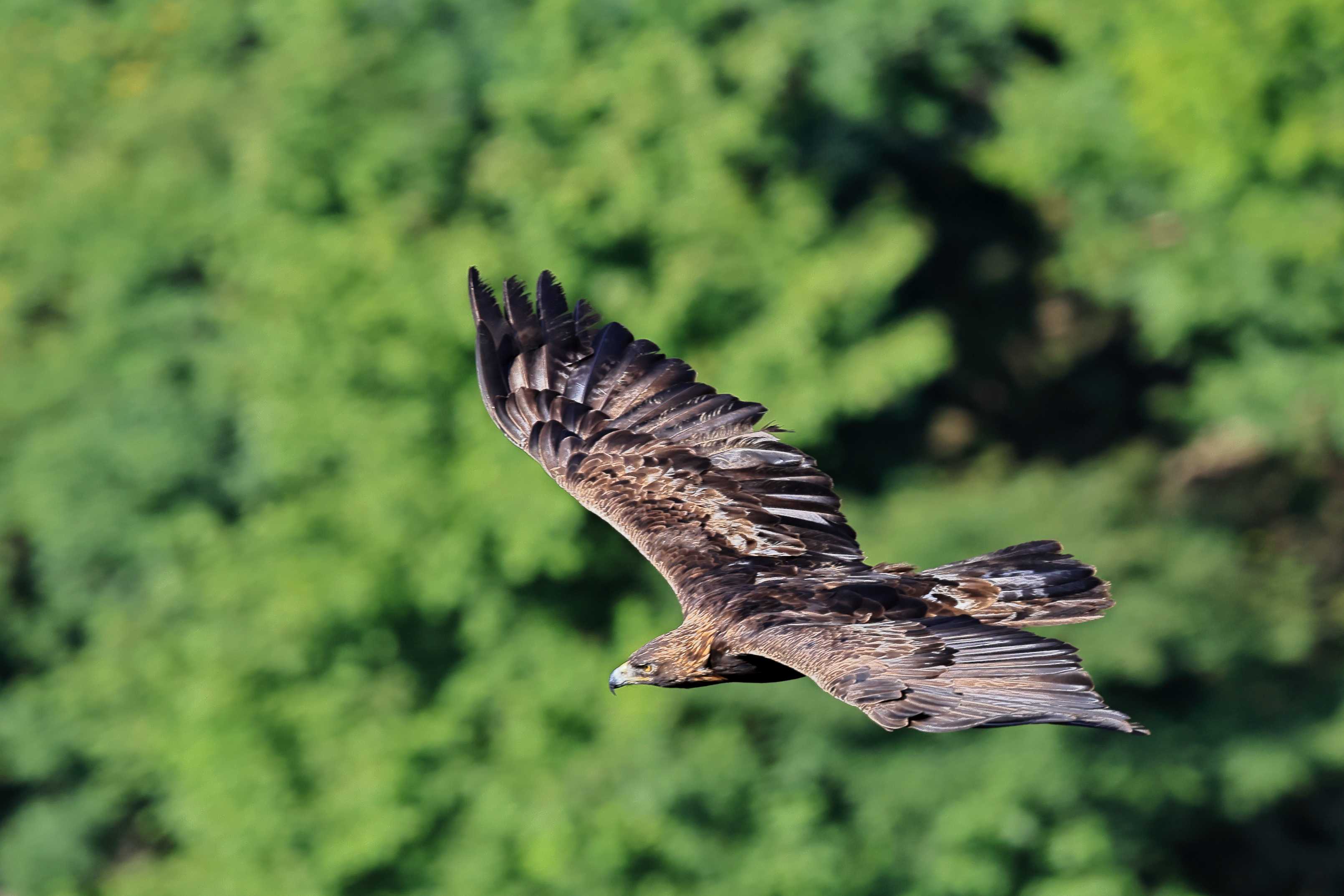 イヌワシ ＜地獄＞ | 野鳥ブログ イノセントBIRDER - 楽天ブログ