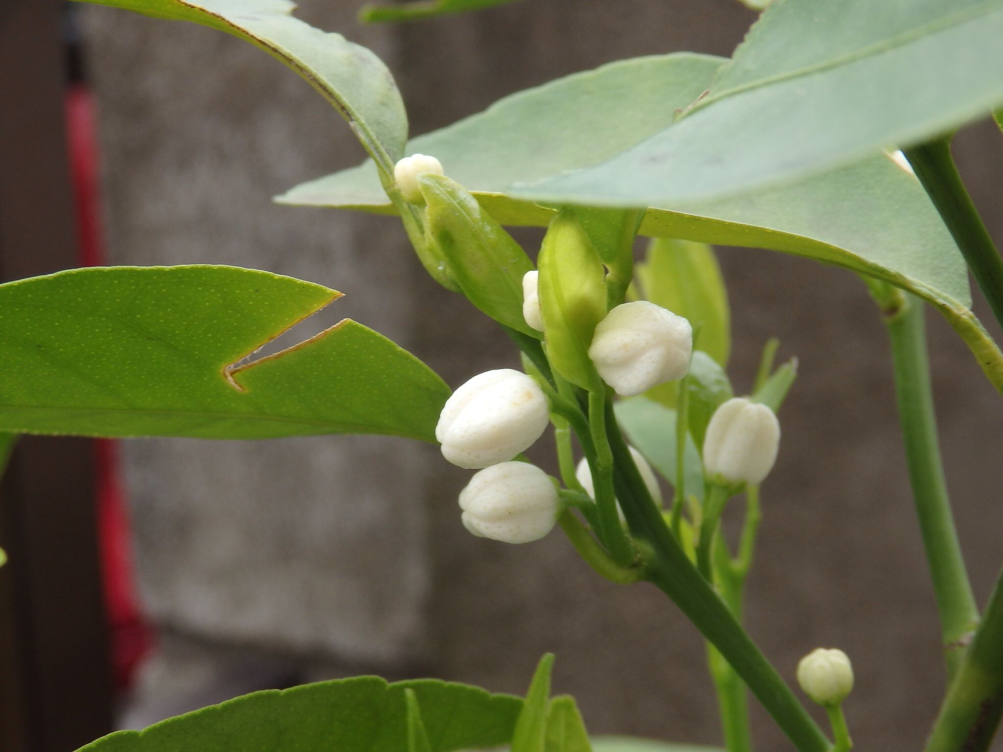 シークワーサーの白いお花 Quatre Saisons ベランダとお庭の四季 楽天ブログ