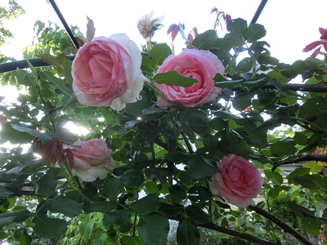 ピエール・ドゥ・ロンサール